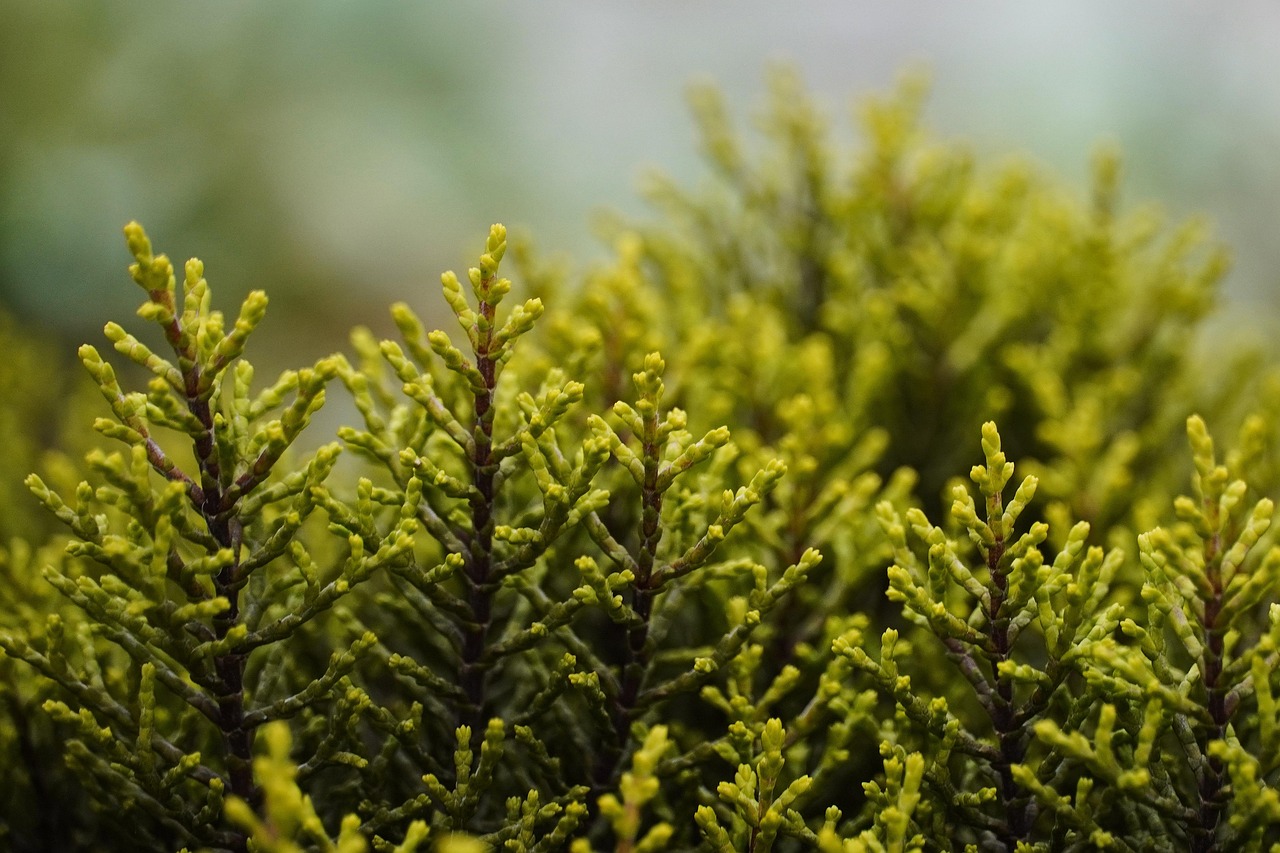 nature, shrub, garden, flora, nature, shrub, shrub, shrub, shrub, shrub